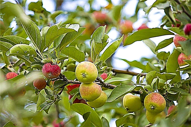 リンゴの木の成長