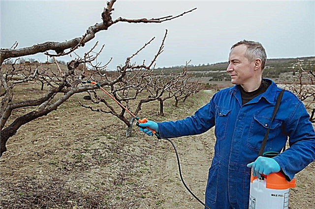 Forarbejdning af æbletræer med urinstof