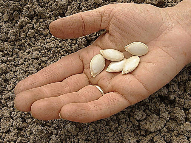 Tecnologia de plantio de sementes de abóbora em campo aberto
