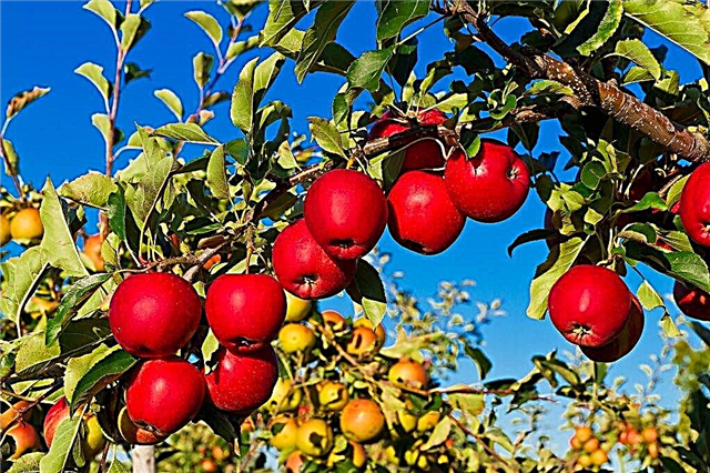 Varietal characteristics of the Jonathan apple tree