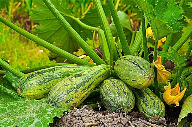 Review of the best varieties of zucchini for open field