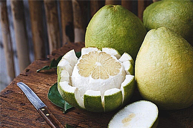 Does the pomelo help you lose weight?