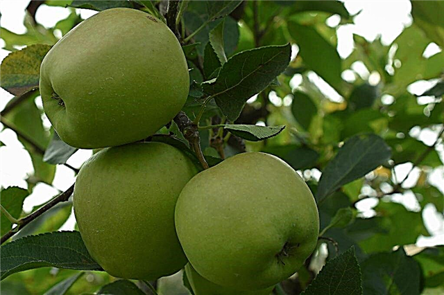 Características de las manzanas doradas