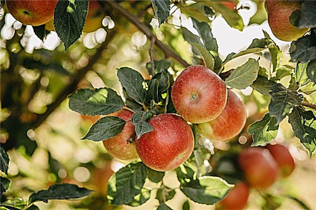 Cultivation of an apple tree Bashkir beauty