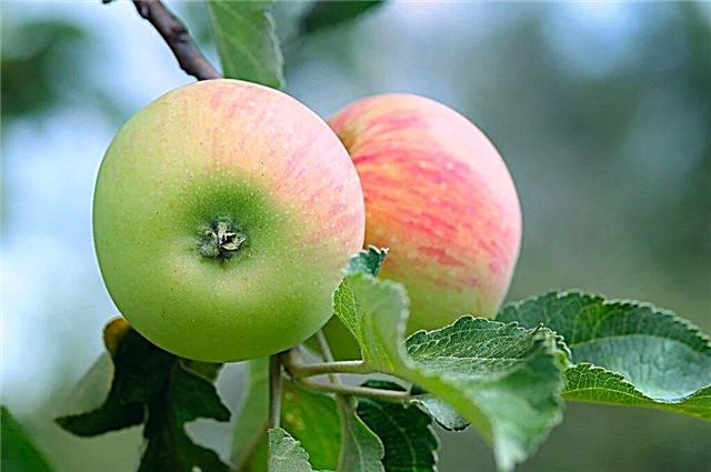 Apple-tree varieties Melba