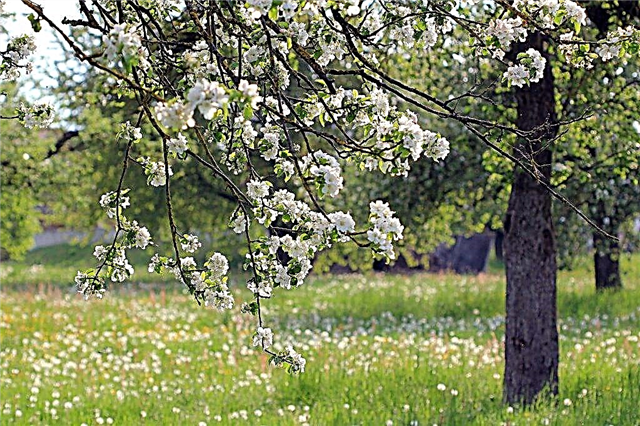 Features of growing a standard apple tree
