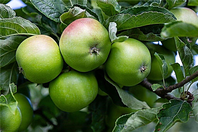 The benefits of green and red apples