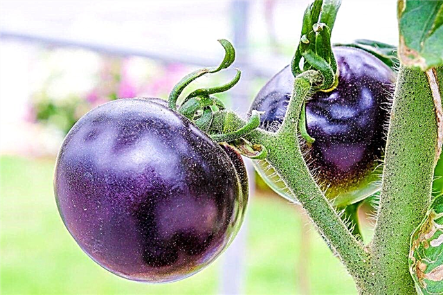 Varieties of purple tomatoes