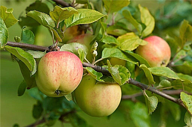 Tipos populares de maçãs doces