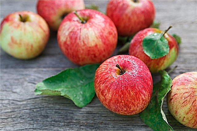 Useful properties of apples for men