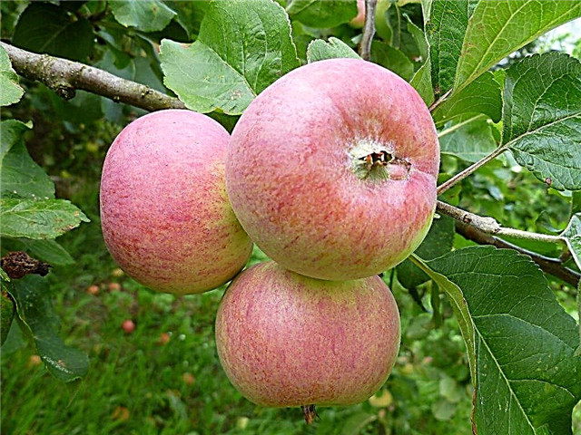 Apple variety Grushovka