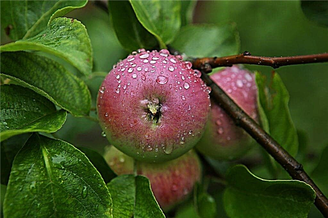 Anbau eines Apfelbaumes Borovinka