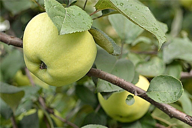Cultivation of an apple tree People