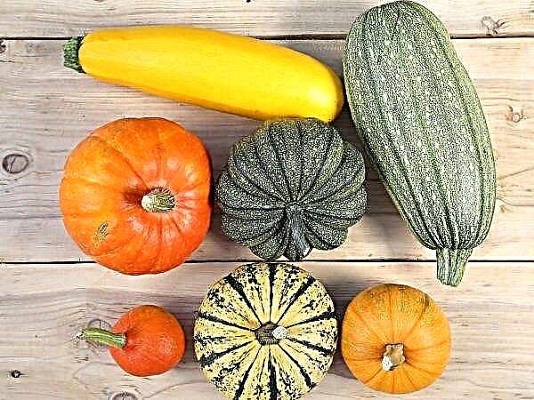 How to distinguish a squash from a pumpkin: by leaves, by fruit ...