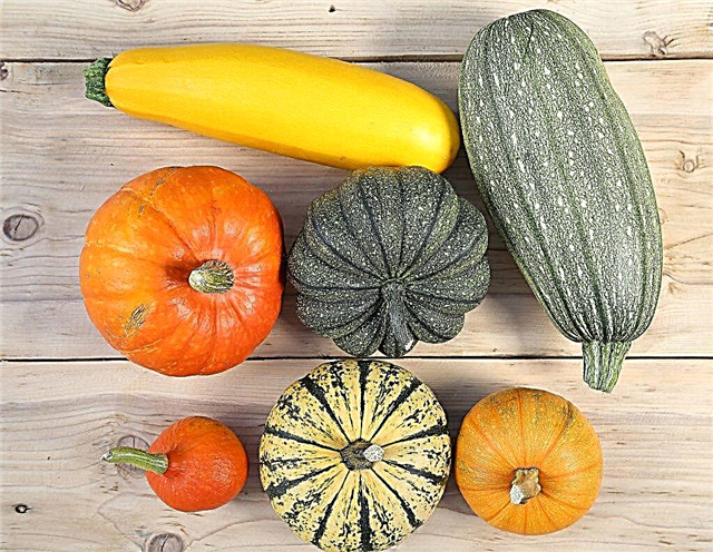 What is the difference between pumpkin and squash