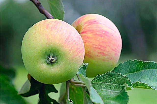 Wie viel Zucker enthält ein Apfel: Steigen die Blutspiegel? * Gartenarbeit