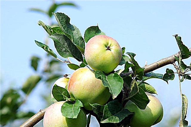 Apple variety Imrus