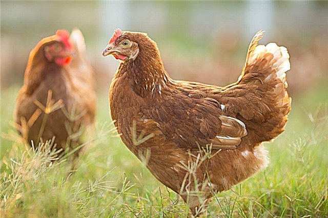 O que fazer se as galinhas domésticas espirram e tossem