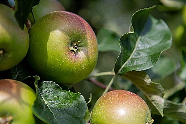Los beneficios de comer manzanas para una mujer