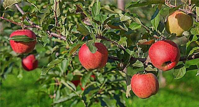 Manzana variedad Iulskoe Chernenko