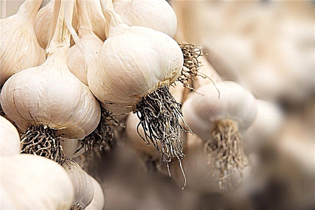 Garlic harvesting rules 2019
