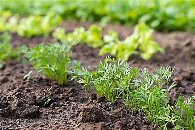 Carrot planting dates in 2019
