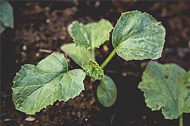 Planting rules for cucumbers in 2019