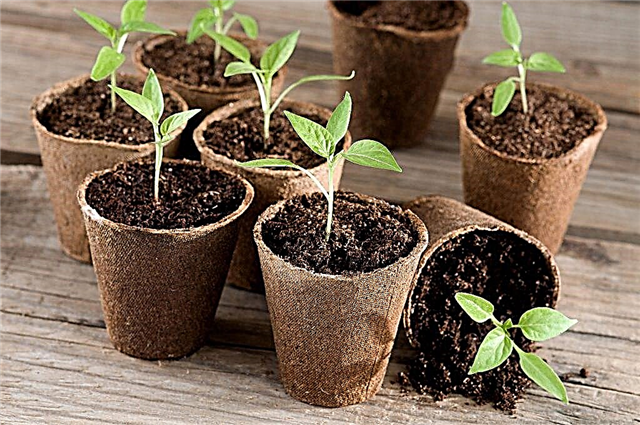 Reglas para plantar pimienta en 2019
