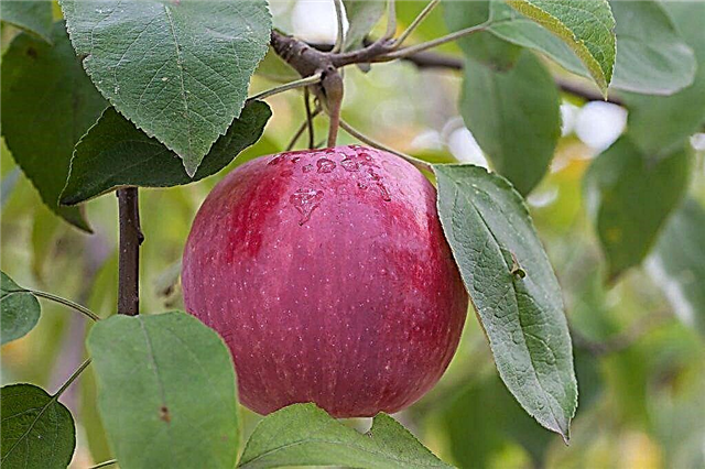 Florín de manzana en crecimiento
