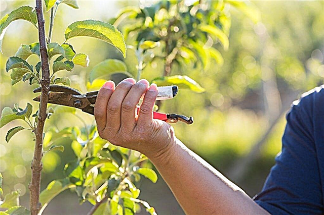Rules for pruning apple trees in spring