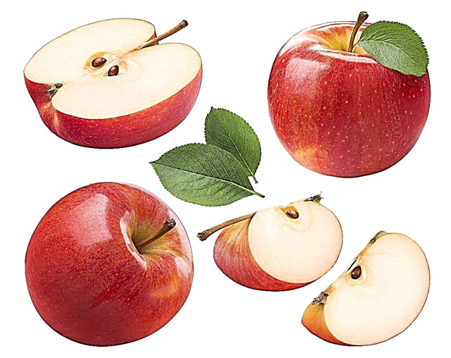 Manfaat dan bahaya biji apel
