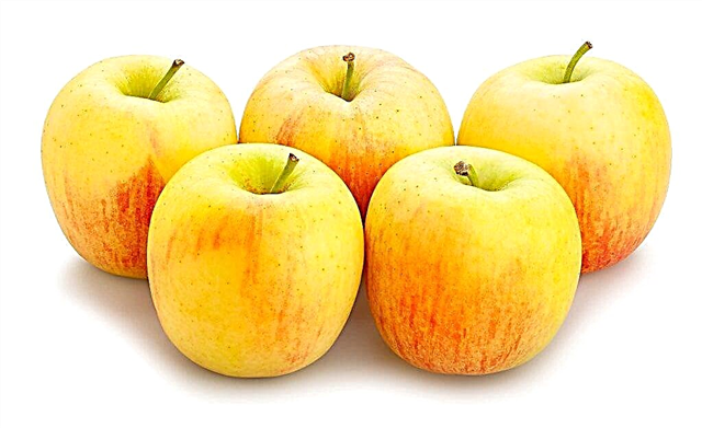 Ile kalorii ma jabłko