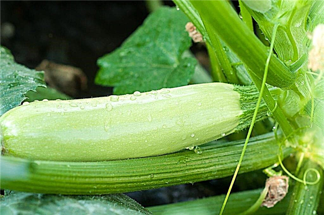 Sizes and properties of zucchini