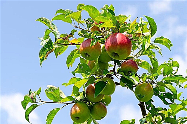 قواعد زراعة أشجار التفاح في سيبيريا