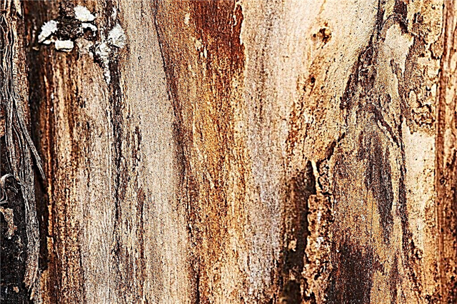 Reasons for peeling the bark of an apple tree