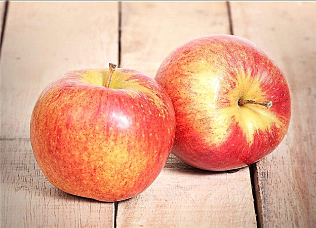 التفاح متنوعة المخضرم
