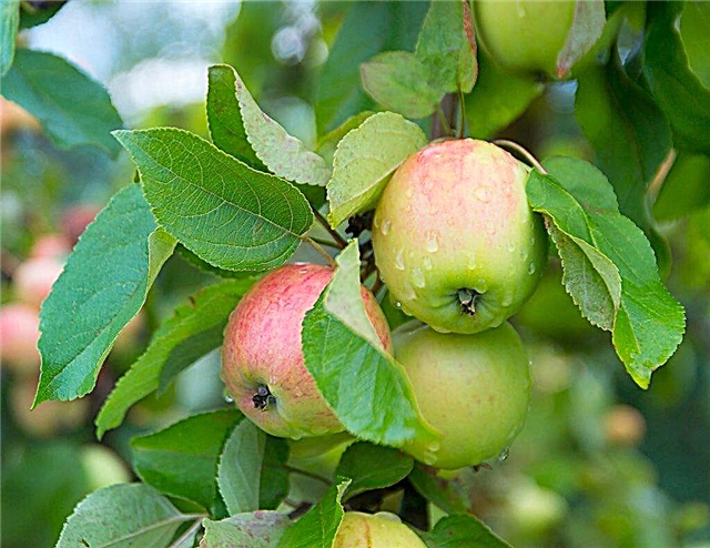 사과 나무 품종 카페트의 특징