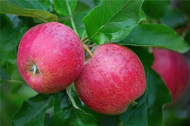 ต้นไม้แอปเปิ้ลความทรงจำของ Ulyanishchev