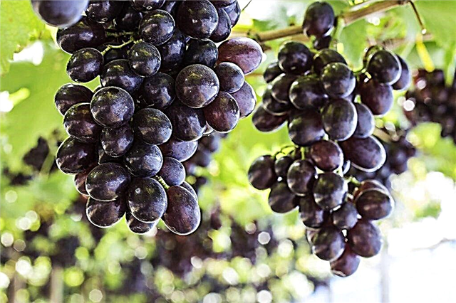 Descripción de nuevas variedades de uvas 2019