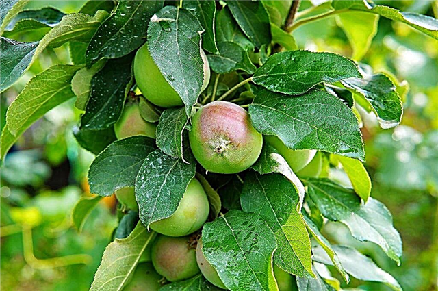 Regels voor het planten van appelbomen in de Oeral