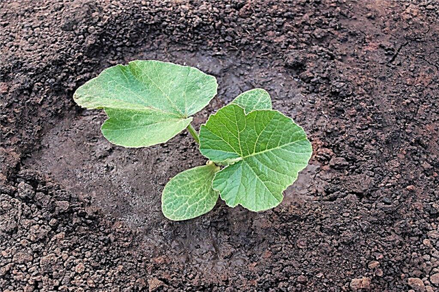 Plantar semillas de calabaza y plántulas