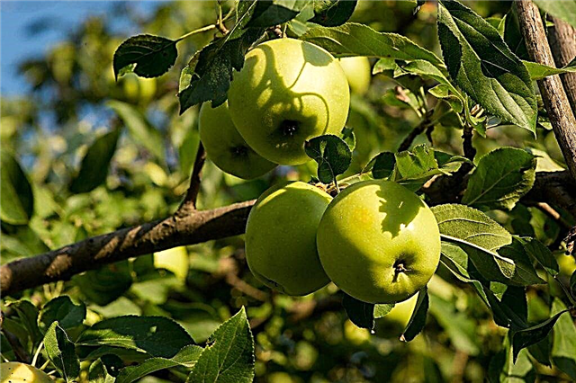 תכונות של השקיית עץ תפוחים בתקופות שונות של השנה