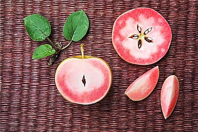 Metode populare de uscare a merelor