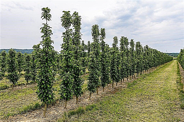 Varieties of columnar apple trees for the Moscow region
