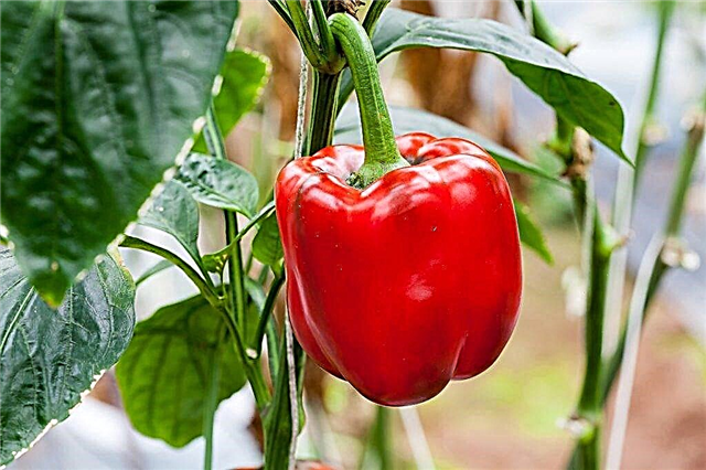 Nejlepší odrůdy papriky 2019