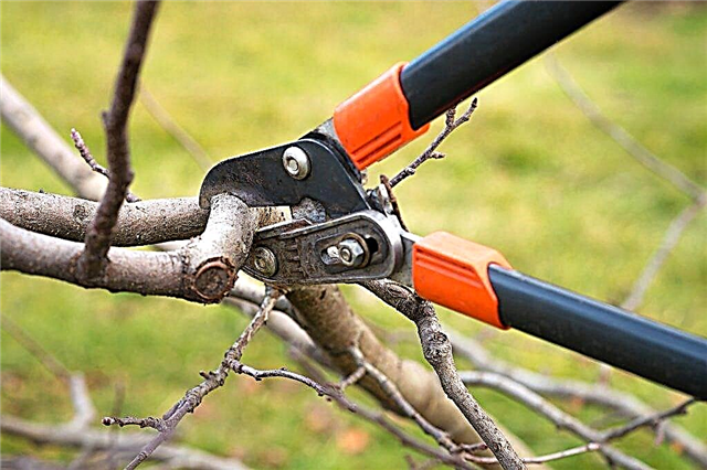 Rules for pruning apple trees in the fall