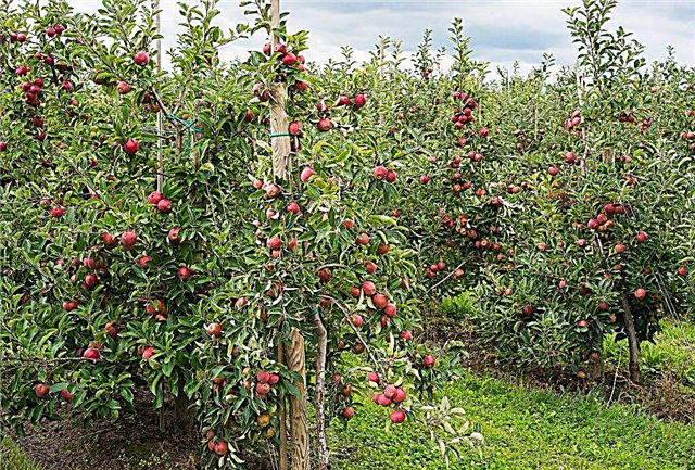 Características do cultivo da macieira espartana