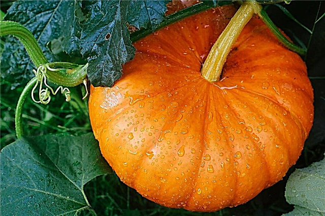 Rules for growing pumpkin in the open field