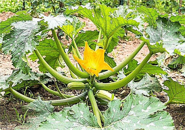 How to trim the leaves of squash