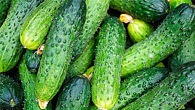 Characteristics of the best varieties of cucumbers for 2019